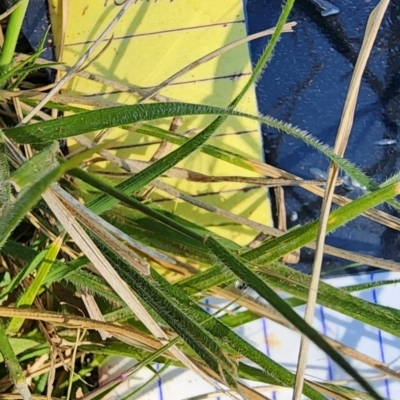 Nassella neesiana (Chilean Needlegrass) at Deakin, ACT - 8 Oct 2023 by Steve818