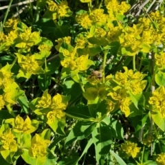 Euphorbia oblongata (Egg-leaf Spurge) at Jerrabomberra, ACT - 8 Oct 2023 by Mike