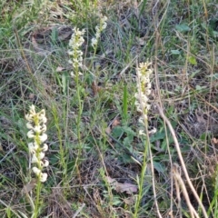 Stackhousia monogyna (Creamy Candles) at Isaacs Ridge and Nearby - 8 Oct 2023 by Mike