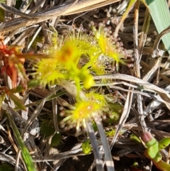 Drosera gunniana (Pale Sundew) at Isaacs Ridge Offset Area - 8 Oct 2023 by Mike