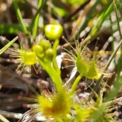 Drosera gunniana at Jerrabomberra, ACT - 8 Oct 2023