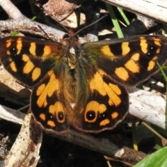 Argynnina cyrila (Forest Brown, Cyril's Brown) at Paddys River, ACT - 8 Oct 2023 by JohnBundock