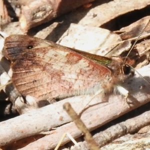 Argynnina cyrila at Paddys River, ACT - 8 Oct 2023