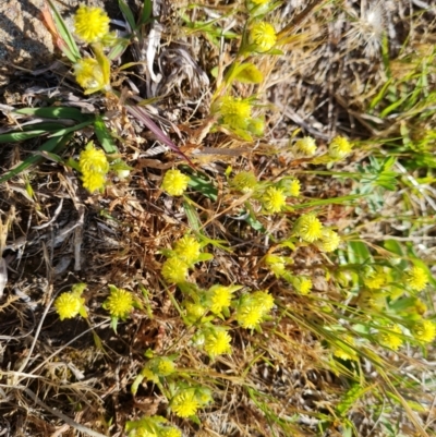 Triptilodiscus pygmaeus (Annual Daisy) at Jerrabomberra, ACT - 8 Oct 2023 by Mike