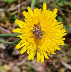 Heliocosma (genus - immature) (A tortrix or leafroller moth) at Isaacs Ridge - 8 Oct 2023 by Mike