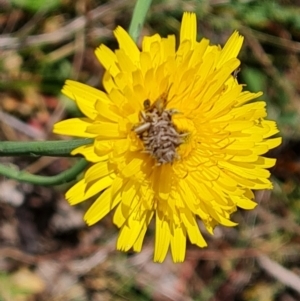 Heliocosma (genus - immature) at Isaacs Ridge and Nearby - 8 Oct 2023