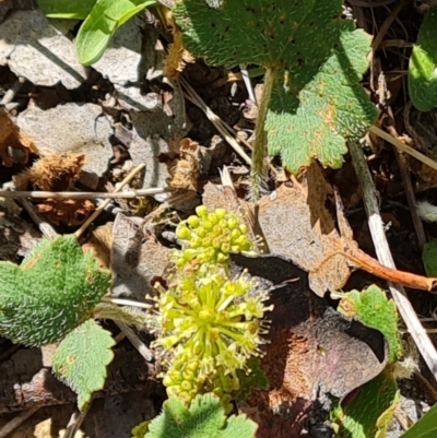 Hydrocotyle laxiflora (Stinking Pennywort) at Isaacs Ridge and Nearby - 8 Oct 2023 by Mike