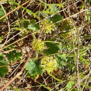 Hydrocotyle laxiflora at Jerrabomberra, ACT - 8 Oct 2023