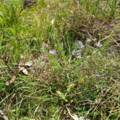 Vittadinia cuneata var. cuneata (Fuzzy New Holland Daisy) at Isaacs Ridge and Nearby - 8 Oct 2023 by Mike