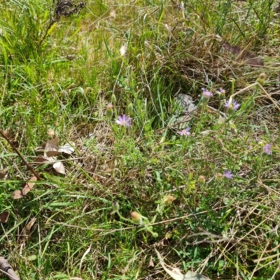 Vittadinia cuneata var. cuneata (Fuzzy New Holland Daisy) at Jerrabomberra, ACT - 8 Oct 2023 by Mike