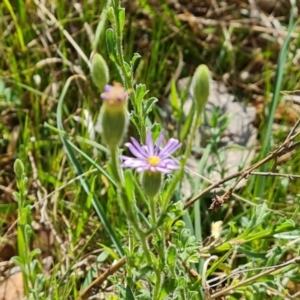 Vittadinia cuneata var. cuneata at Jerrabomberra, ACT - 8 Oct 2023