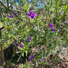 Solanum linearifolium (Kangaroo Apple) at Isaacs Ridge Offset Area - 8 Oct 2023 by Mike
