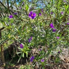 Solanum linearifolium (Kangaroo Apple) at Jerrabomberra, ACT - 8 Oct 2023 by Mike