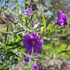 Solanum linearifolium at Jerrabomberra, ACT - 8 Oct 2023