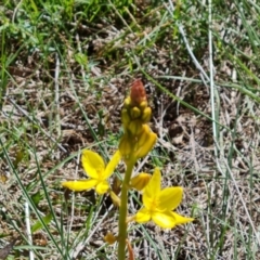 Bulbine bulbosa (Golden Lily) at Jerrabomberra, ACT - 8 Oct 2023 by Mike