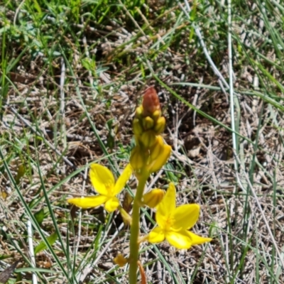 Bulbine bulbosa (Golden Lily, Bulbine Lily) at Jerrabomberra, ACT - 8 Oct 2023 by Mike