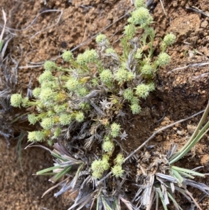 Scleranthus diander at Cook, ACT - 8 Oct 2023 09:10 AM