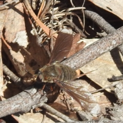 Comptosia stria (A bee fly) at Tuggeranong, ACT - 8 Oct 2023 by HelenCross