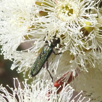 Eleale aspera (Clerid beetle) at Mount Taylor - 8 Oct 2023 by HelenCross