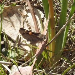 Trapezites phigalia at Tuggeranong, ACT - 8 Oct 2023