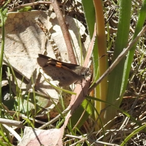 Trapezites phigalia at Tuggeranong, ACT - 8 Oct 2023