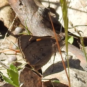 Trapezites phigalia at Tuggeranong, ACT - 8 Oct 2023