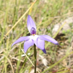 Glossodia major at Tuggeranong, ACT - 8 Oct 2023