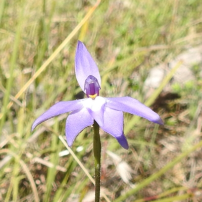 Glossodia major (Wax Lip Orchid) at Tuggeranong, ACT - 8 Oct 2023 by HelenCross