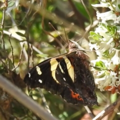 Vanessa itea (Yellow Admiral) at Tuggeranong, ACT - 8 Oct 2023 by HelenCross