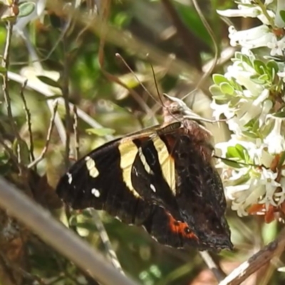Vanessa itea (Yellow Admiral) at Mount Taylor - 8 Oct 2023 by HelenCross