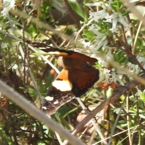 Vanessa itea at Tuggeranong, ACT - 8 Oct 2023 01:40 PM