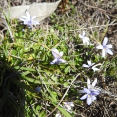 Isotoma fluviatilis subsp. australis (Swamp Isotome) at Mount Taylor - 8 Oct 2023 by HelenCross