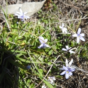 Isotoma fluviatilis subsp. australis at Tuggeranong, ACT - 8 Oct 2023 01:50 PM