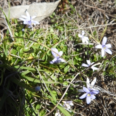 Isotoma fluviatilis subsp. australis (Swamp Isotome) at Tuggeranong, ACT - 8 Oct 2023 by HelenCross