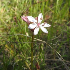 Burchardia umbellata (Milkmaids) at Mount Taylor - 8 Oct 2023 by HelenCross