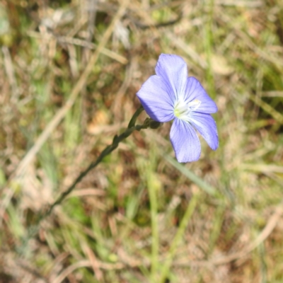 Linum marginale (Native Flax) at Mount Taylor - 8 Oct 2023 by HelenCross