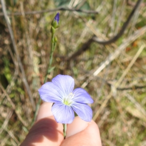 Linum marginale at Tuggeranong, ACT - 8 Oct 2023 02:01 PM