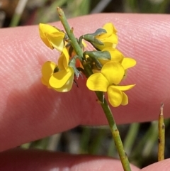 Sphaerolobium minus (Globe-pea) at Sassafras, NSW - 2 Oct 2023 by Tapirlord