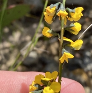 Sphaerolobium minus at Sassafras, NSW - 3 Oct 2023