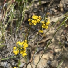 Sphaerolobium minus at Sassafras, NSW - 3 Oct 2023