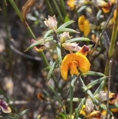 Mirbelia baueri at Morton National Park - 2 Oct 2023 by Tapirlord