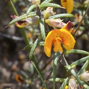 Mirbelia baueri at Sassafras, NSW - 3 Oct 2023