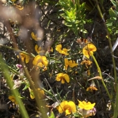 Mirbelia baueri at Sassafras, NSW - 3 Oct 2023