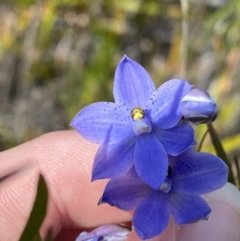 Thelymitra ixioides (Dotted Sun Orchid) at Sassafras, NSW - 3 Oct 2023 by Tapirlord