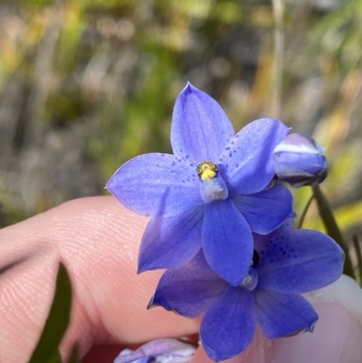 Thelymitra ixioides (Dotted Sun Orchid) at Sassafras, NSW - 3 Oct 2023 by Tapirlord