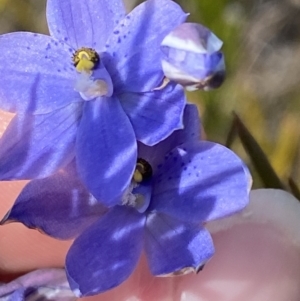 Thelymitra ixioides at Sassafras, NSW - 3 Oct 2023