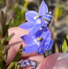 Thelymitra ixioides at Sassafras, NSW - 3 Oct 2023