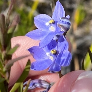 Thelymitra ixioides at Sassafras, NSW - 3 Oct 2023