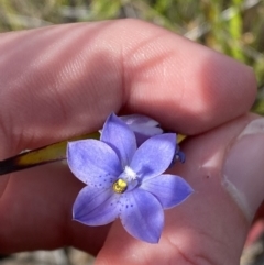 Thelymitra ixioides at Sassafras, NSW - 3 Oct 2023