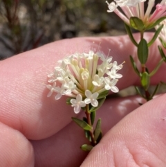 Pimelea linifolia (Slender Rice Flower) at Sassafras, NSW - 2 Oct 2023 by Tapirlord